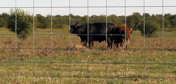 Cattle Fence Panels