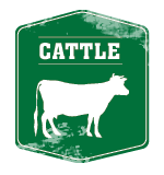 Cattle