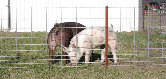 Hog Fence Panels