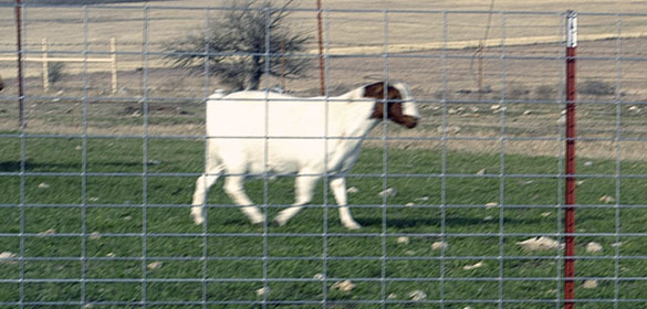 Sheep and Goat Panels